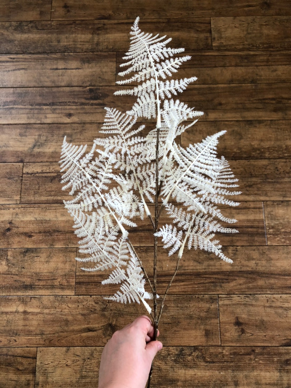 アスパラガスの白い葉っぱ