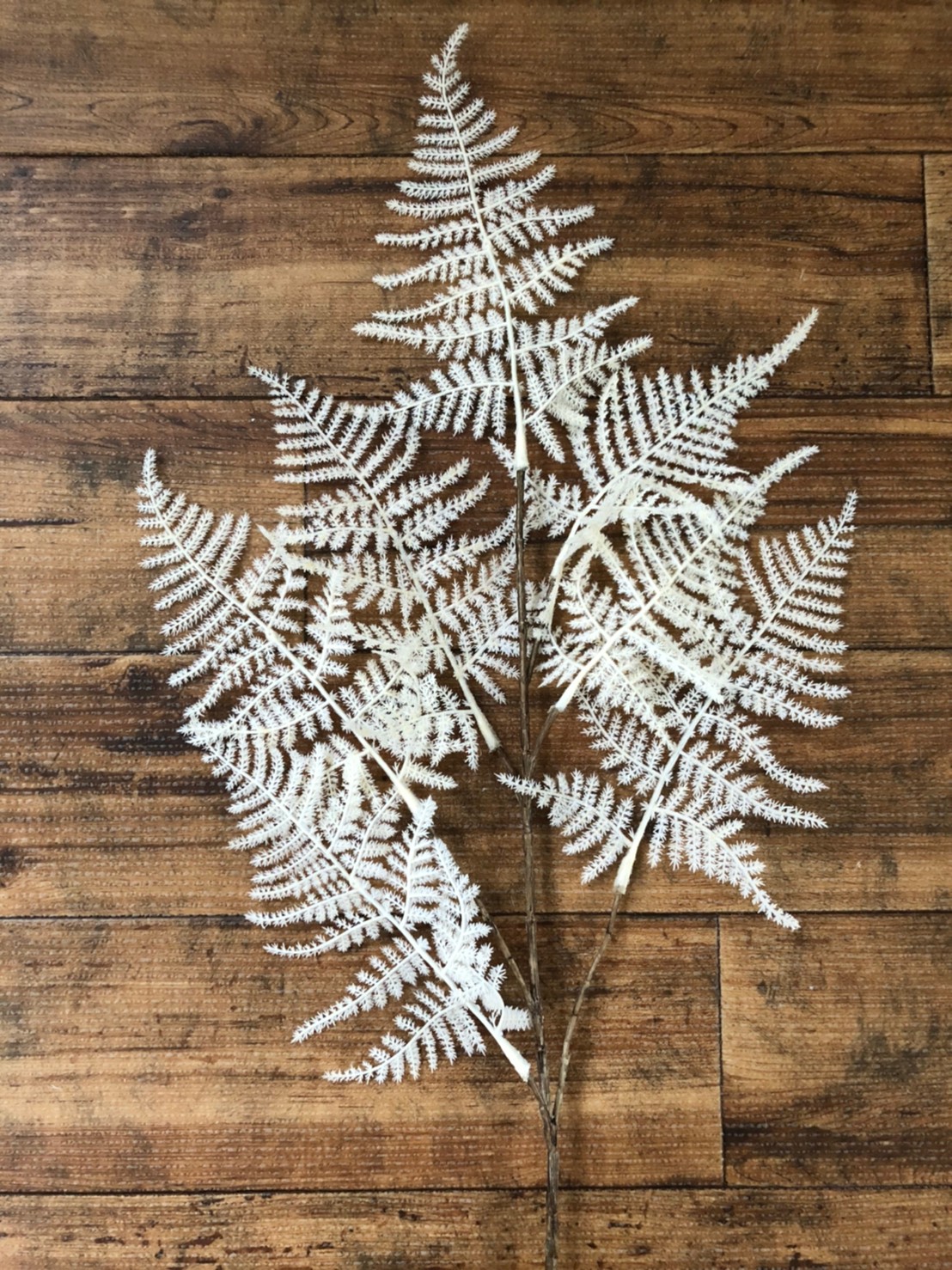 アスパラガスの白い葉っぱ