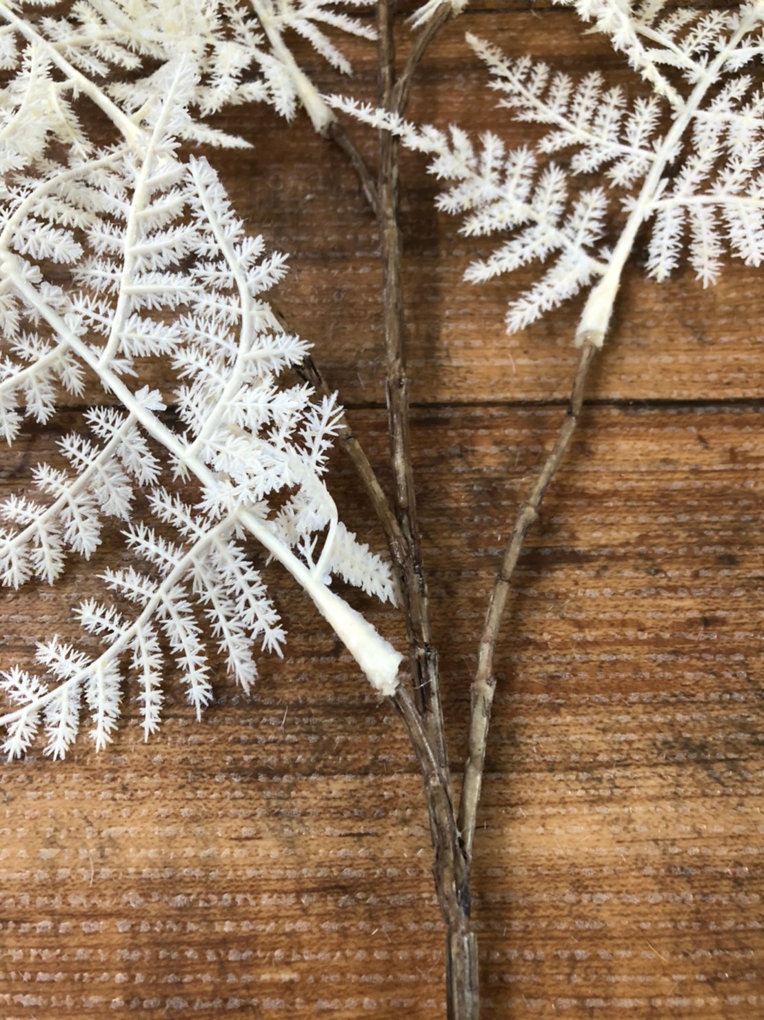 アスパラガスの白い葉っぱ