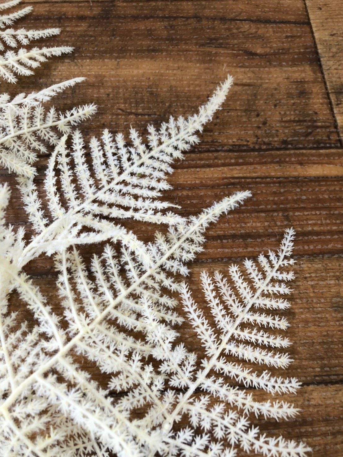 アスパラガスの白い葉っぱ