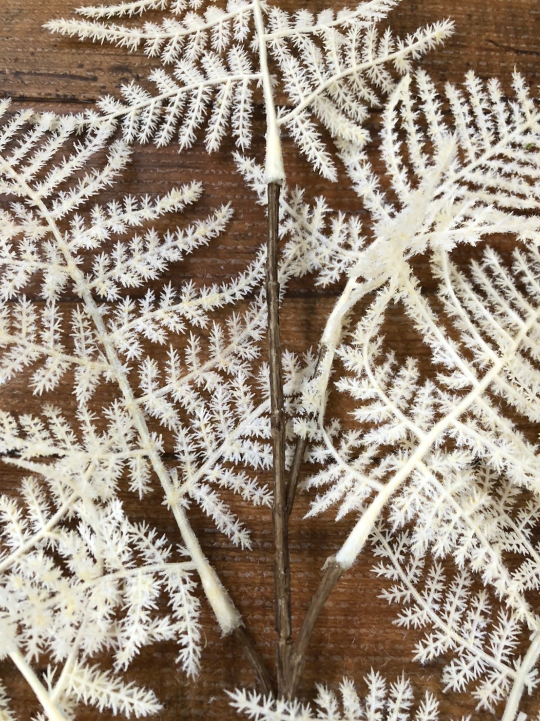 アスパラガスの白い葉っぱ