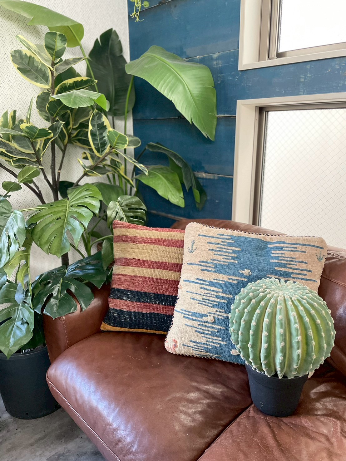 【送料無料♪】まんまるサボテン