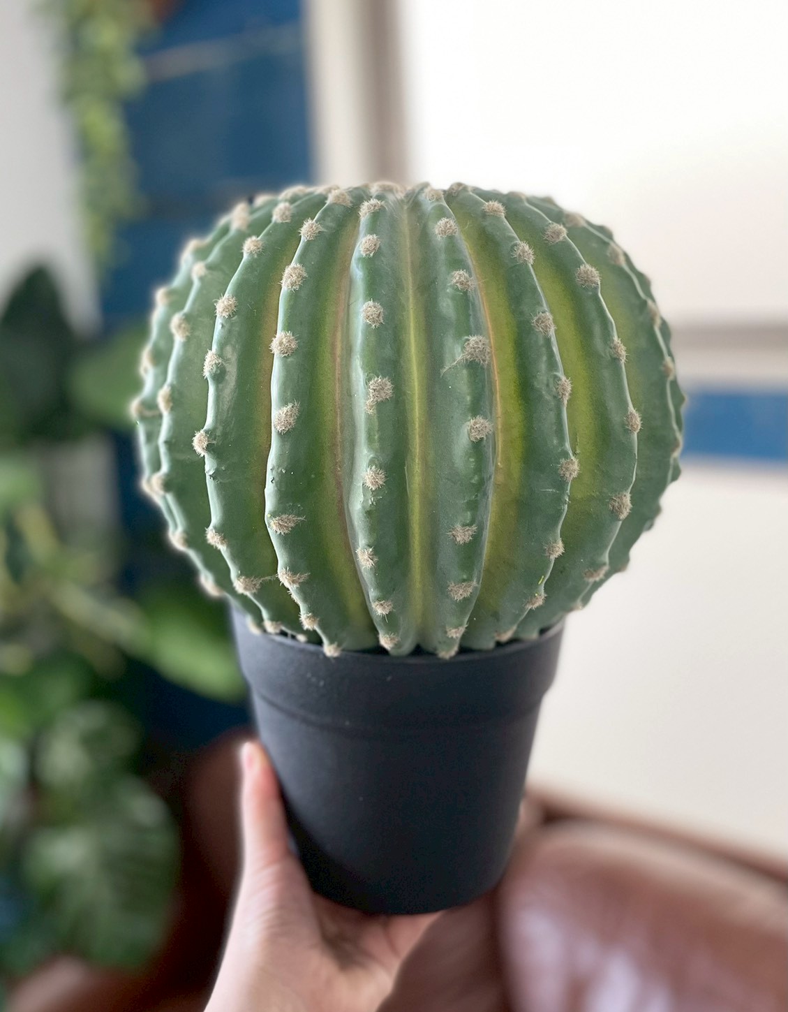 【送料無料♪】まんまるサボテン