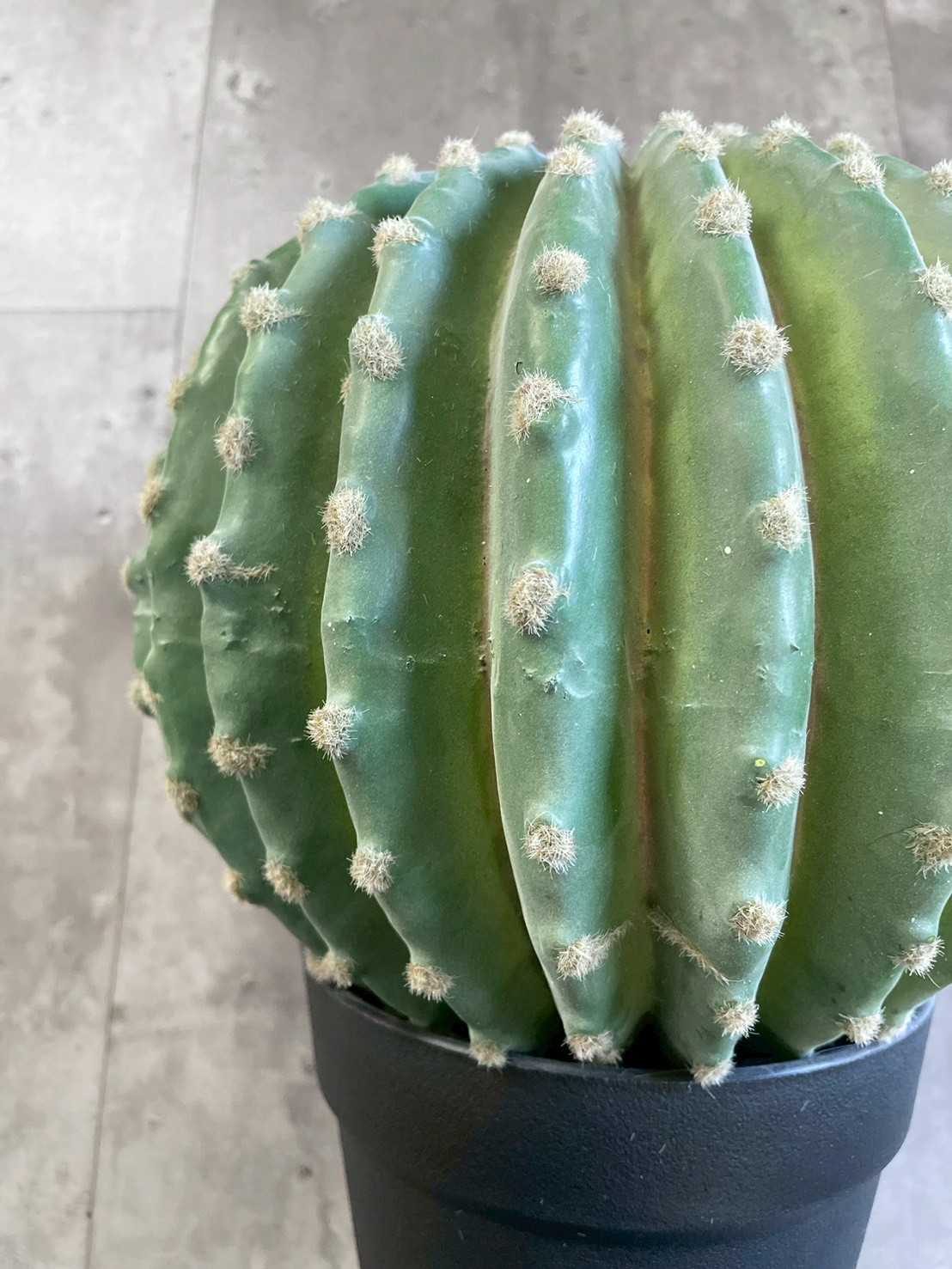 【送料無料♪】まんまるサボテン