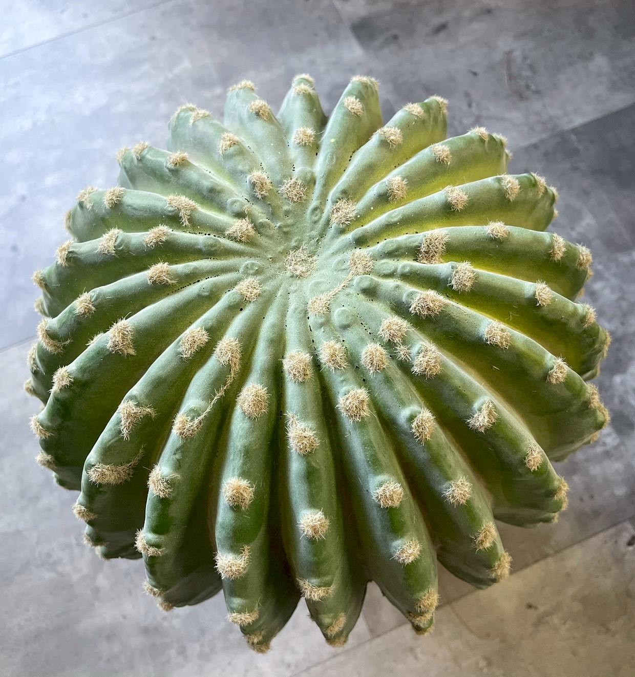 【送料無料♪】まんまるサボテン