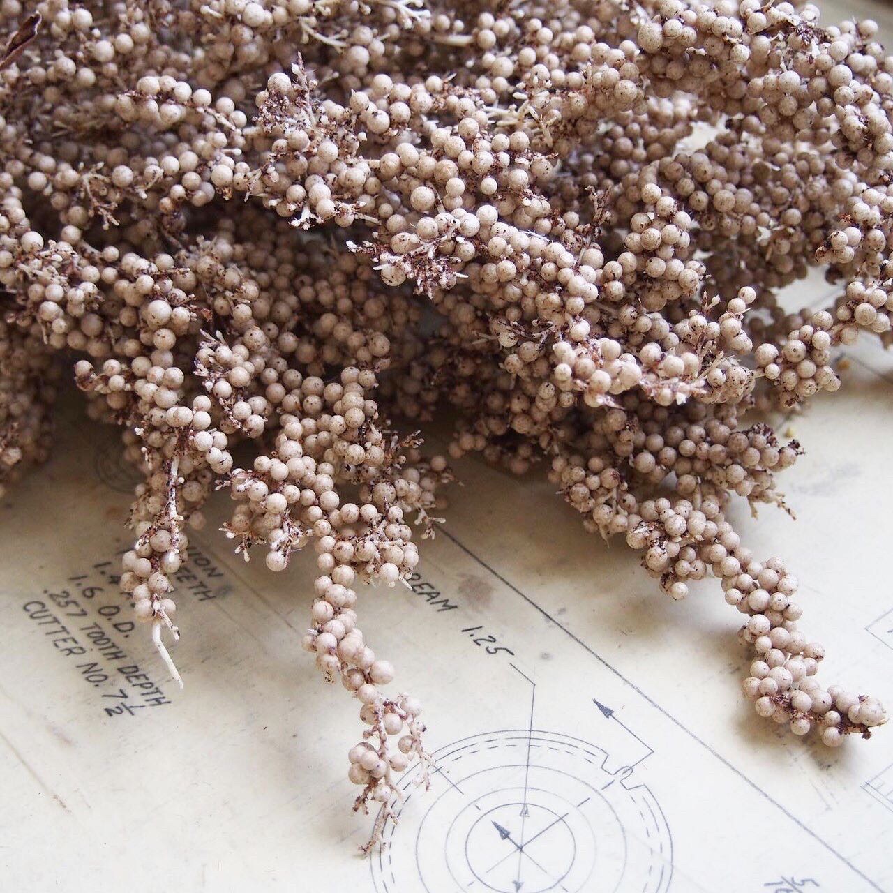 カサカサつぶつぶ