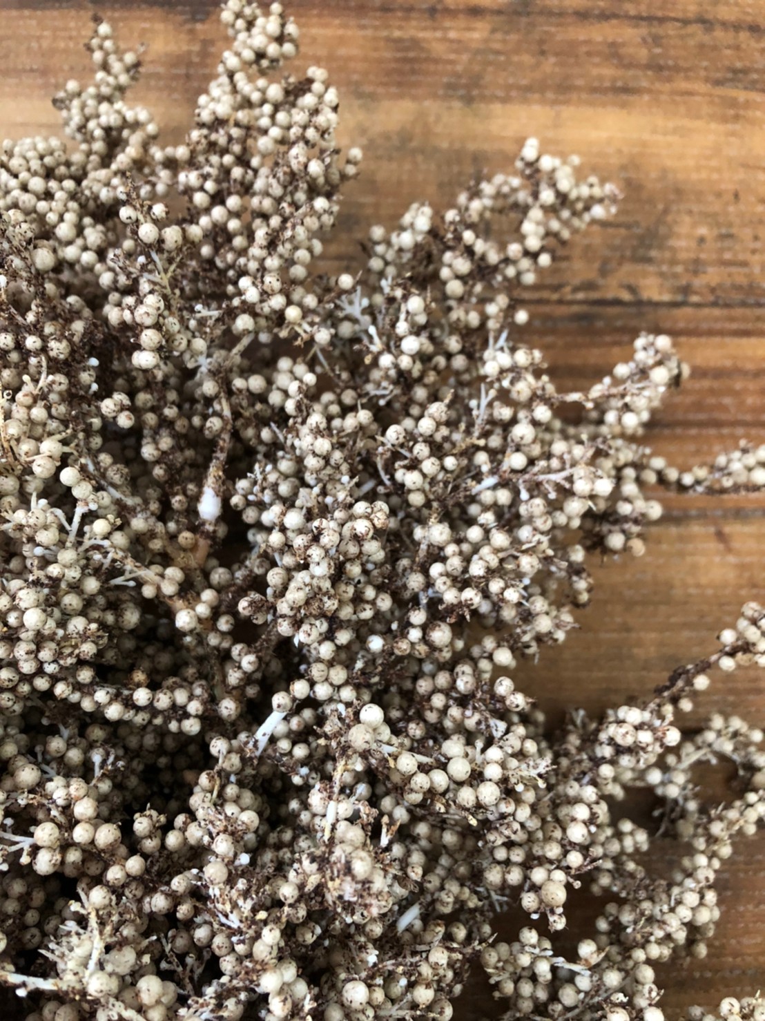 カサカサつぶつぶ