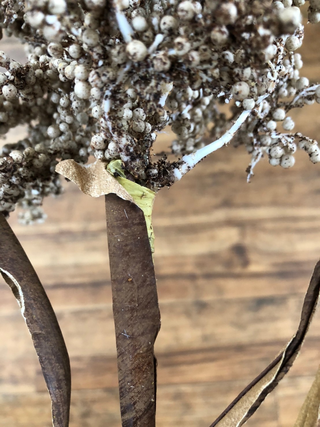 カサカサつぶつぶ