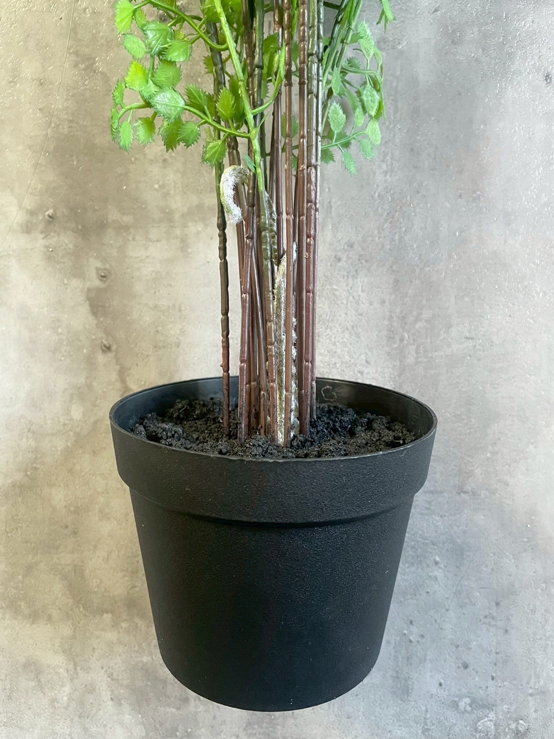 【送料無料♪】ぐるっと360度アジアンタム