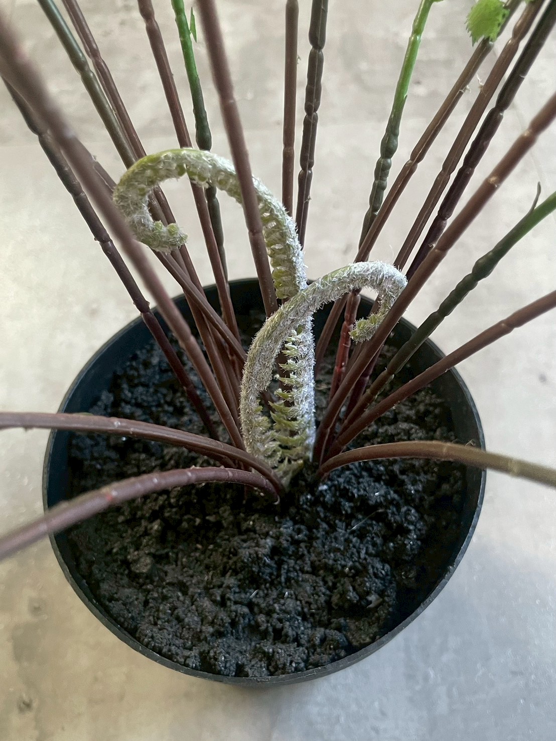 【送料無料♪】ぐるっと360度アジアンタム