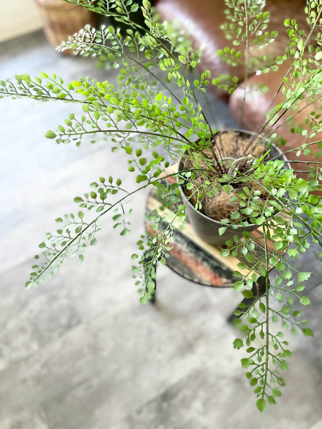 【送料無料♪】ぐるっと360度アジアンタム