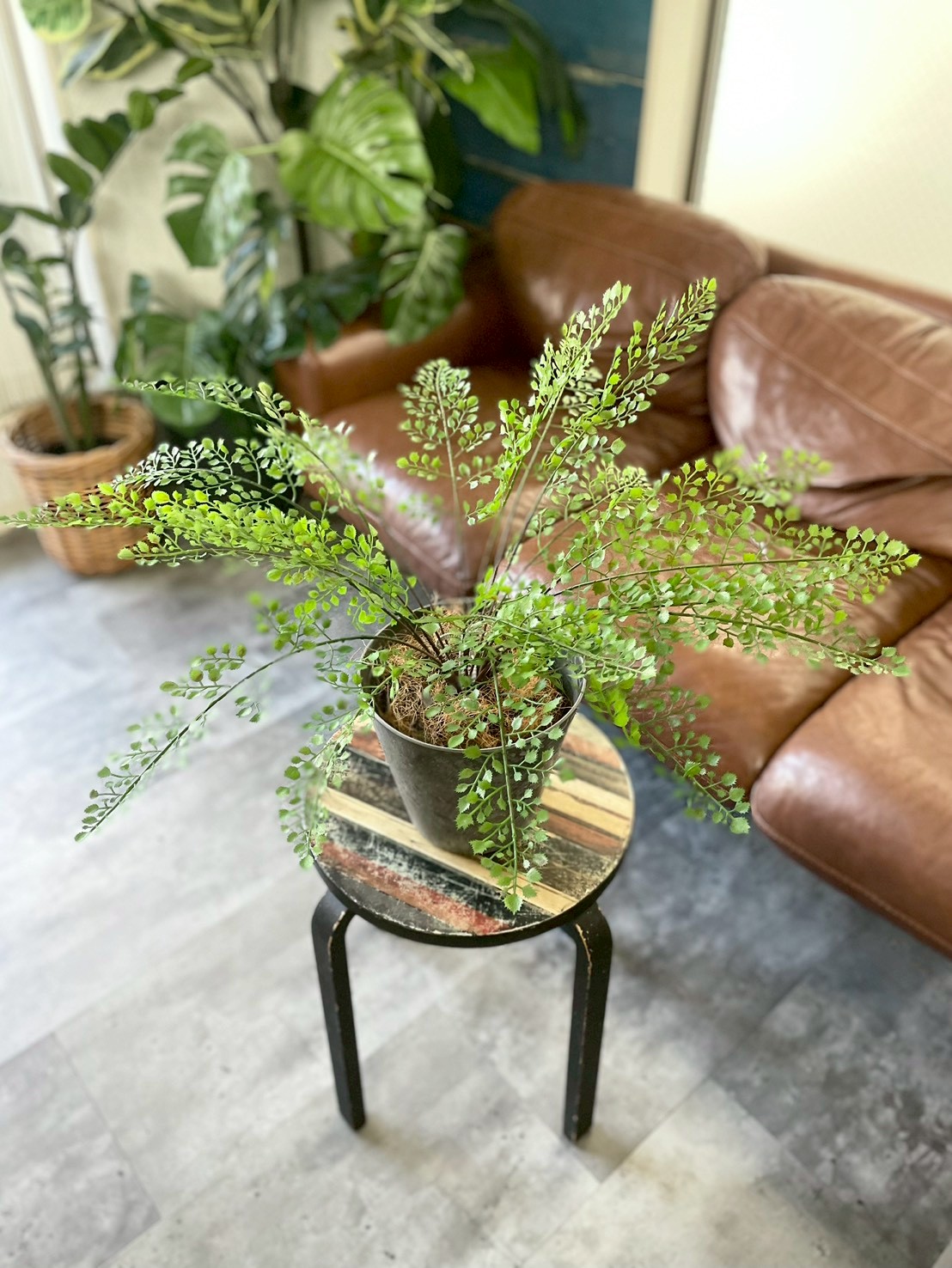 【送料無料♪】ぐるっと360度アジアンタム