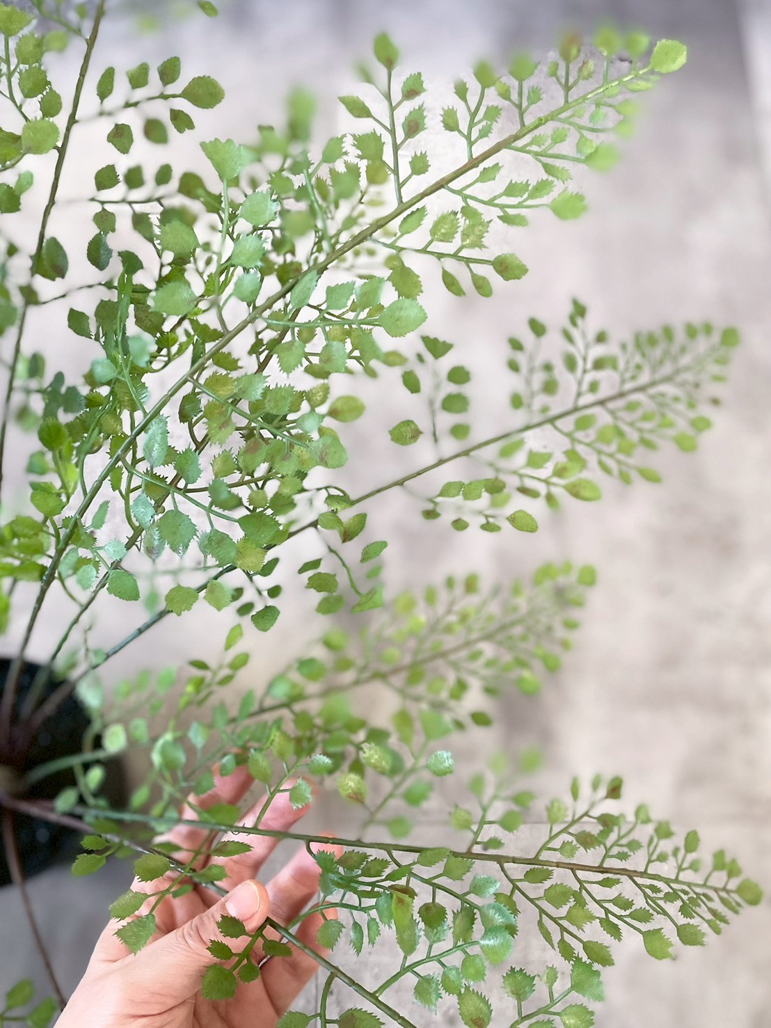 【送料無料♪】ぐるっと360度アジアンタム