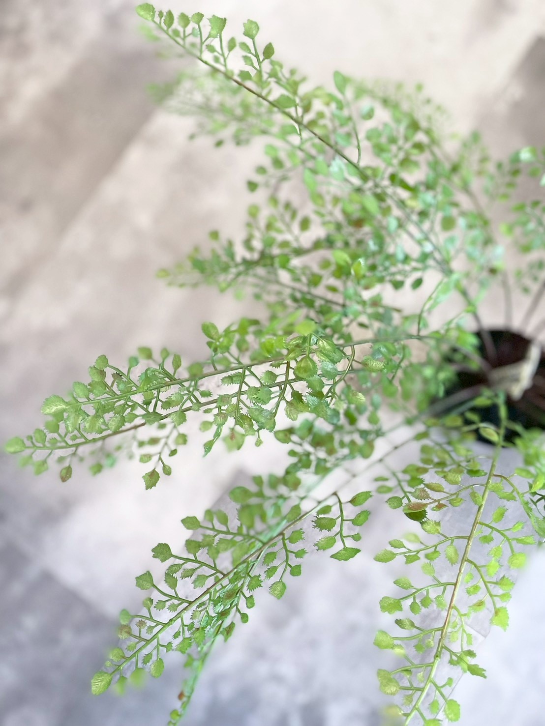 【送料無料♪】ぐるっと360度アジアンタム