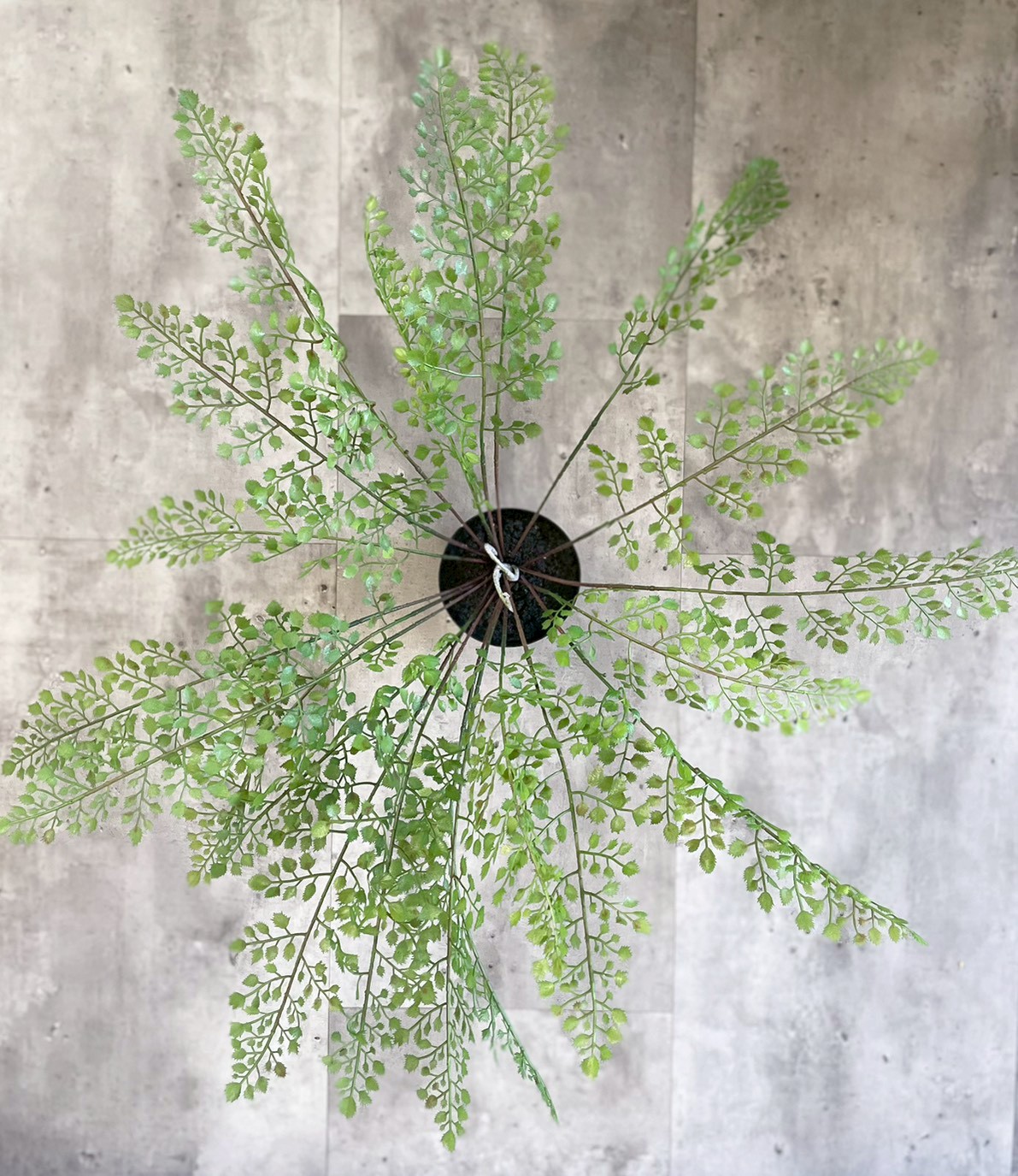 【送料無料♪】ぐるっと360度アジアンタム