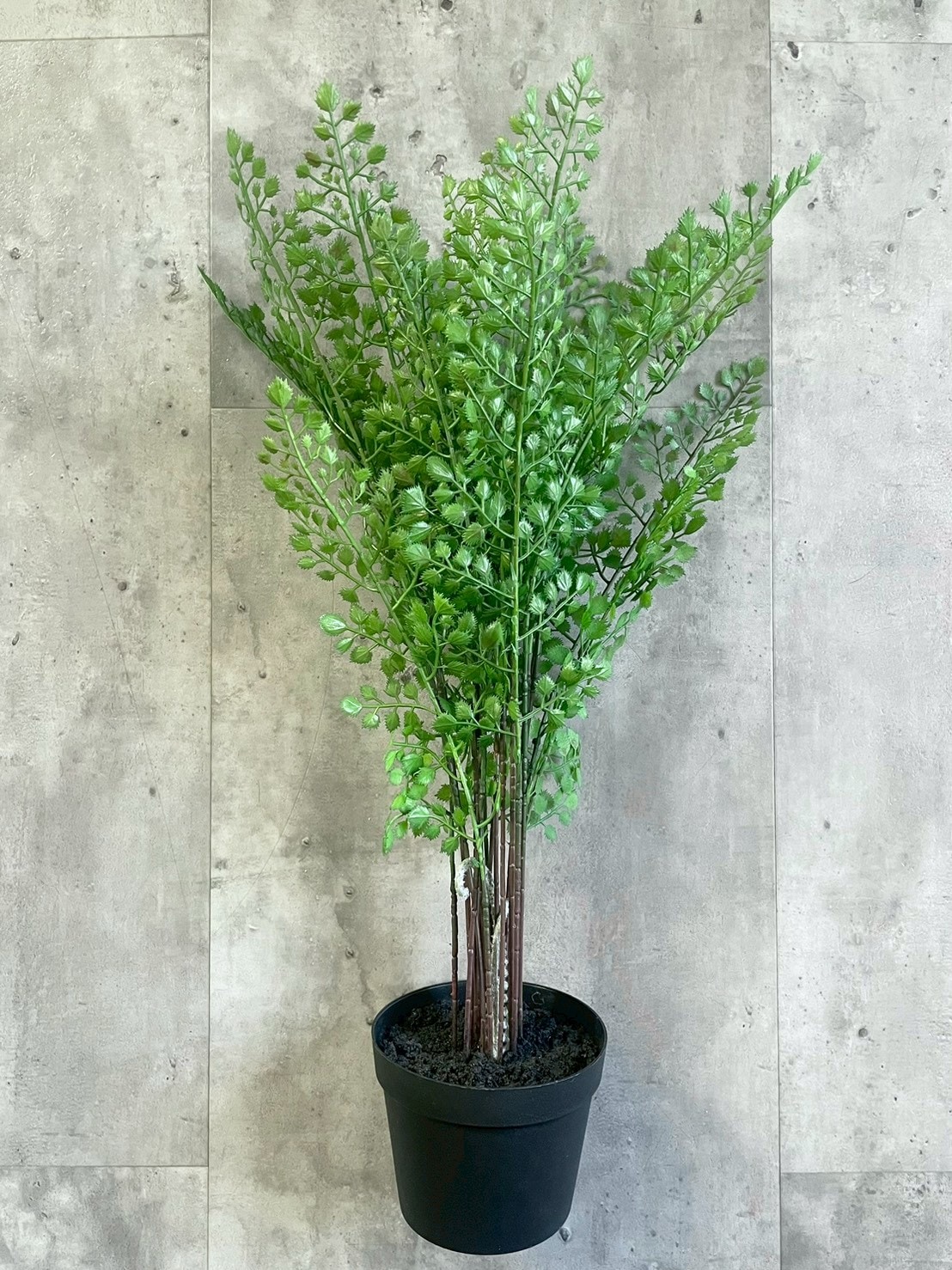 【送料無料♪】ぐるっと360度アジアンタム