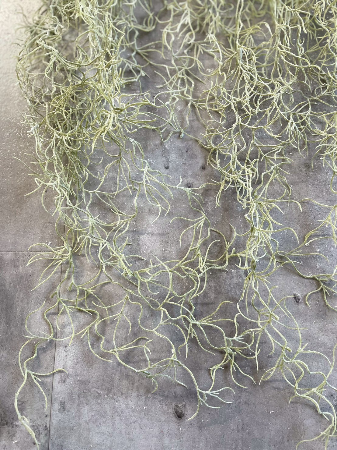 もふモシャモス