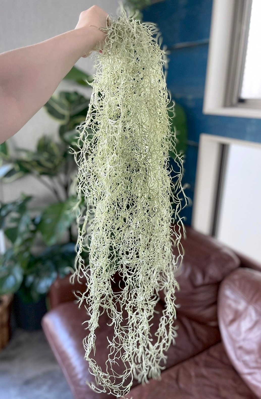 もふモシャモス