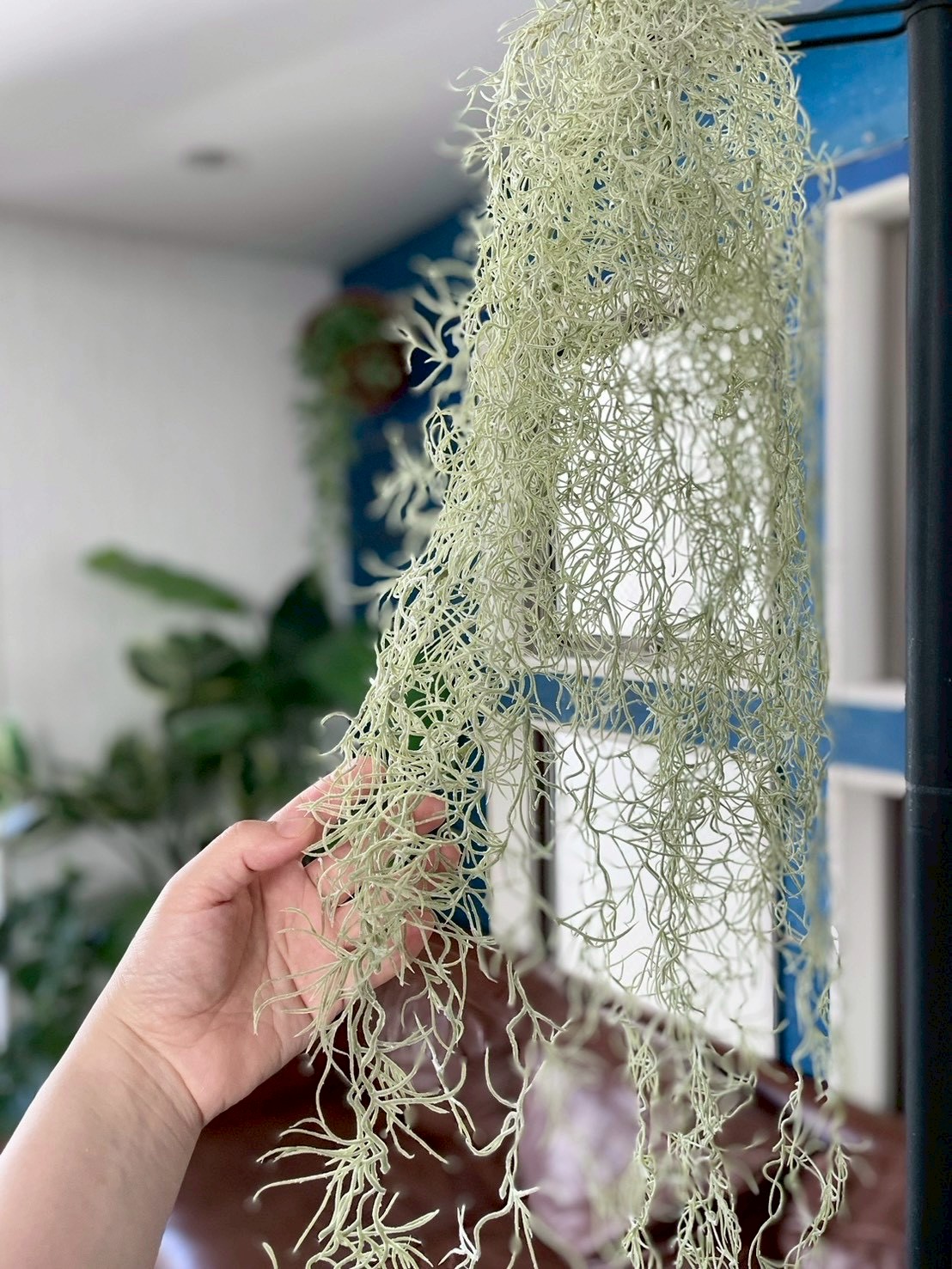 もふモシャモス