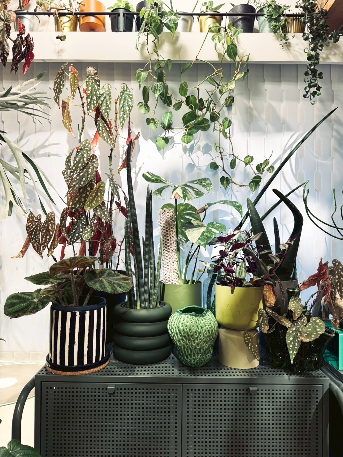 【送料無料♪】にょきにょきサンセベリア