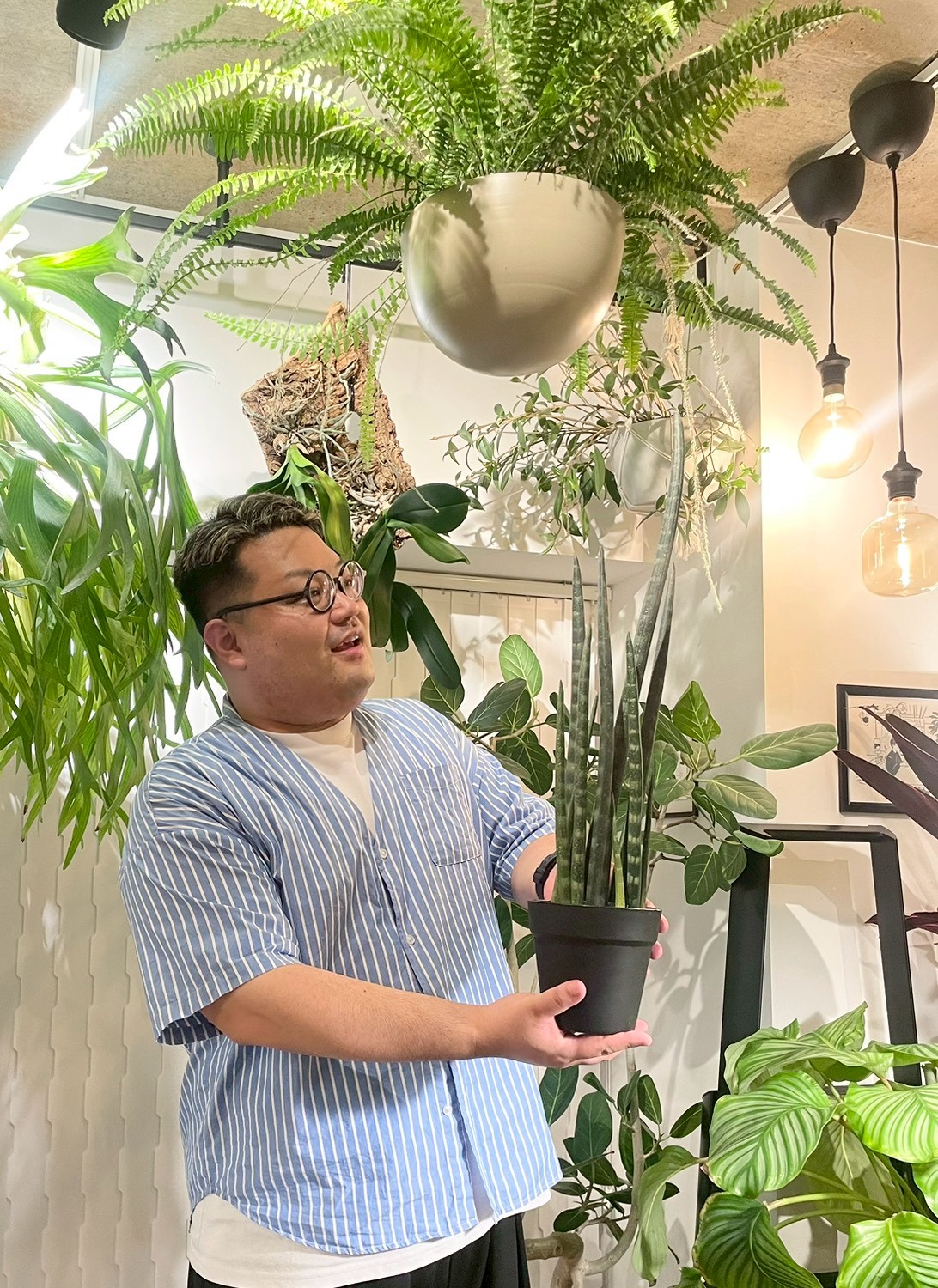 【送料無料♪】にょきにょきサンセベリア