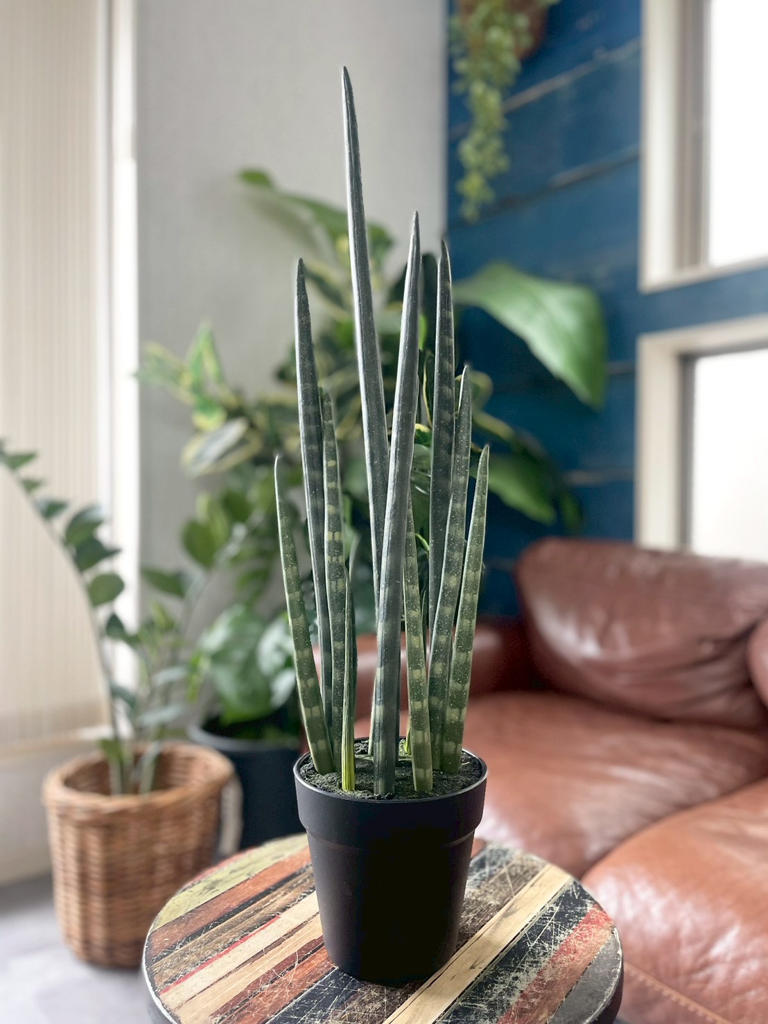 【送料無料♪】にょきにょきサンセベリア