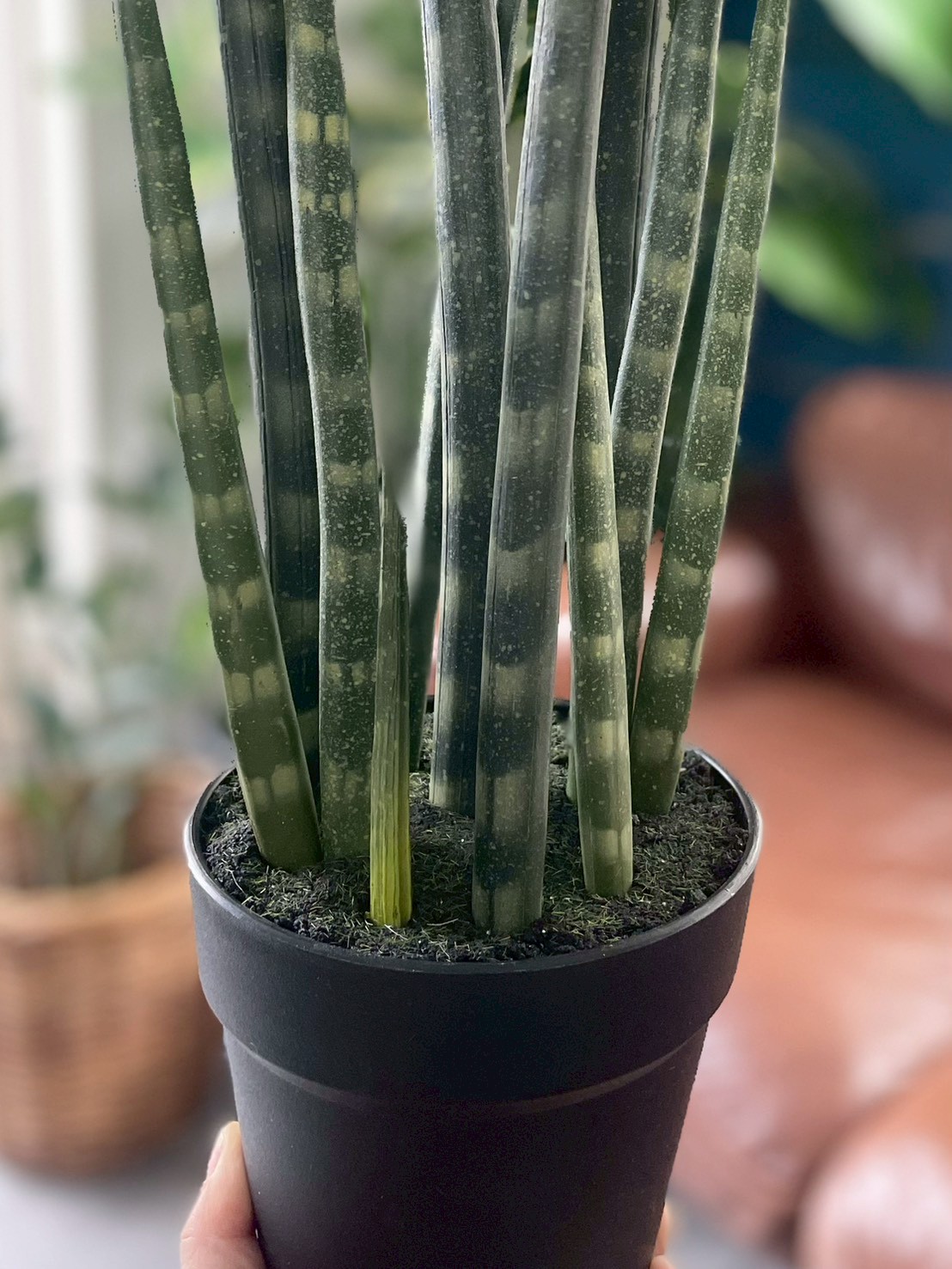 【送料無料♪】にょきにょきサンセベリア