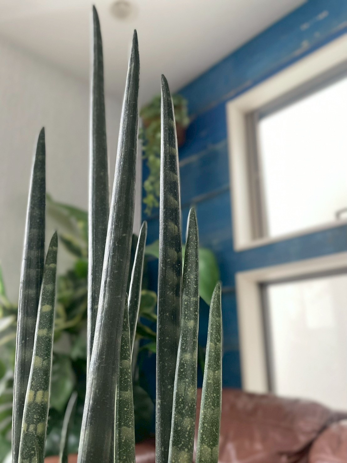 【送料無料♪】にょきにょきサンセベリア