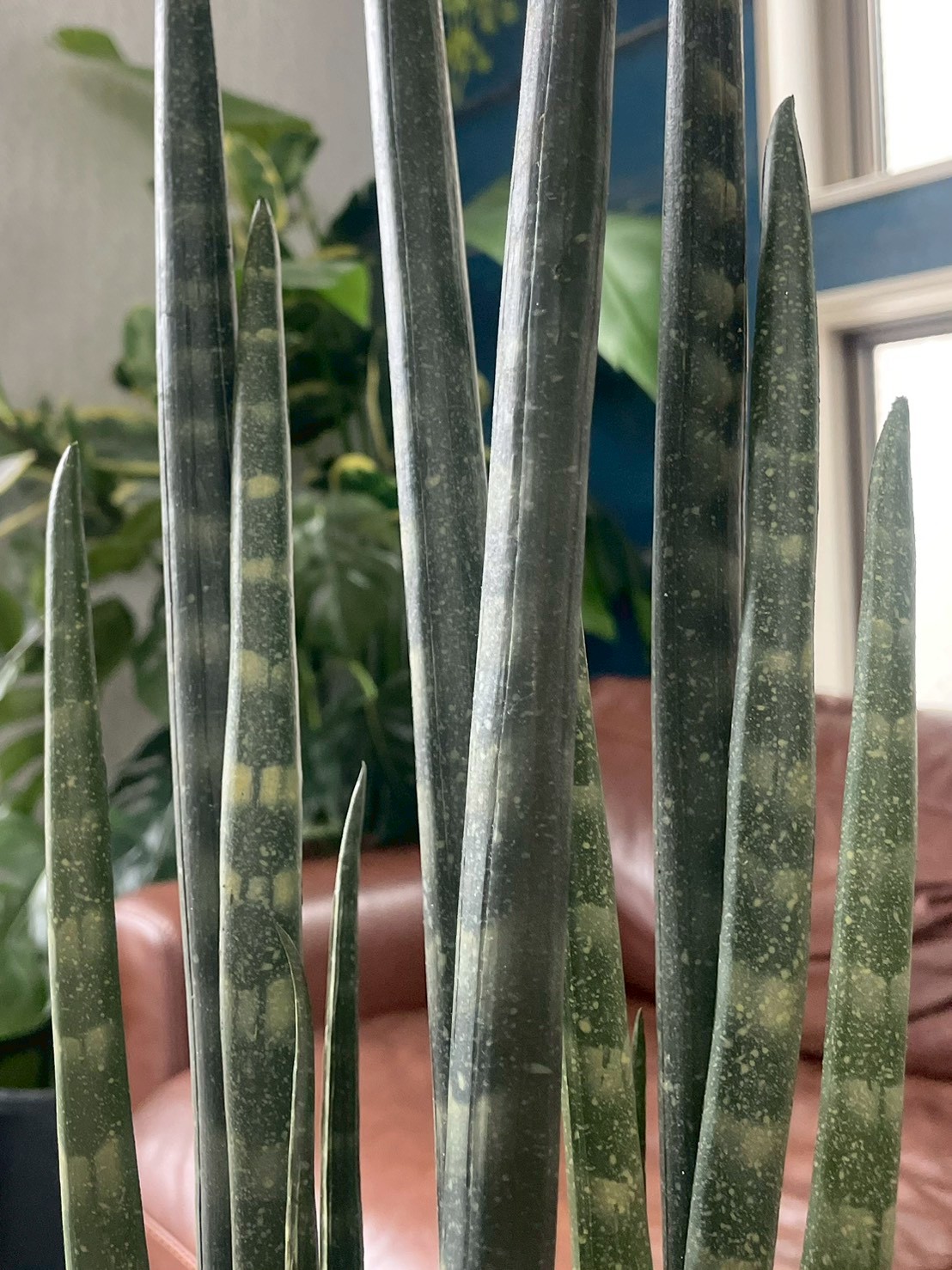 【送料無料♪】にょきにょきサンセベリア