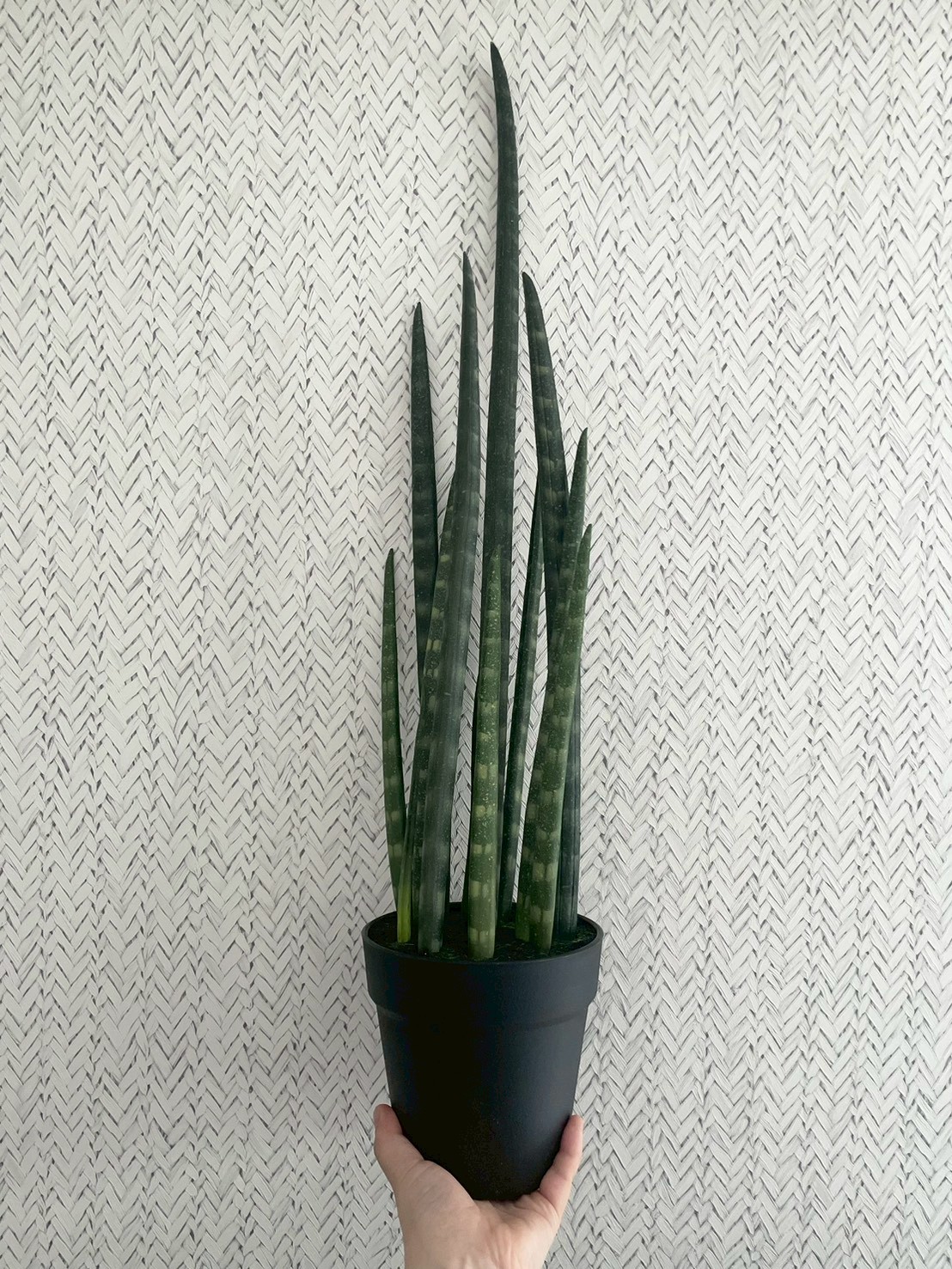 【送料無料♪】にょきにょきサンセベリア