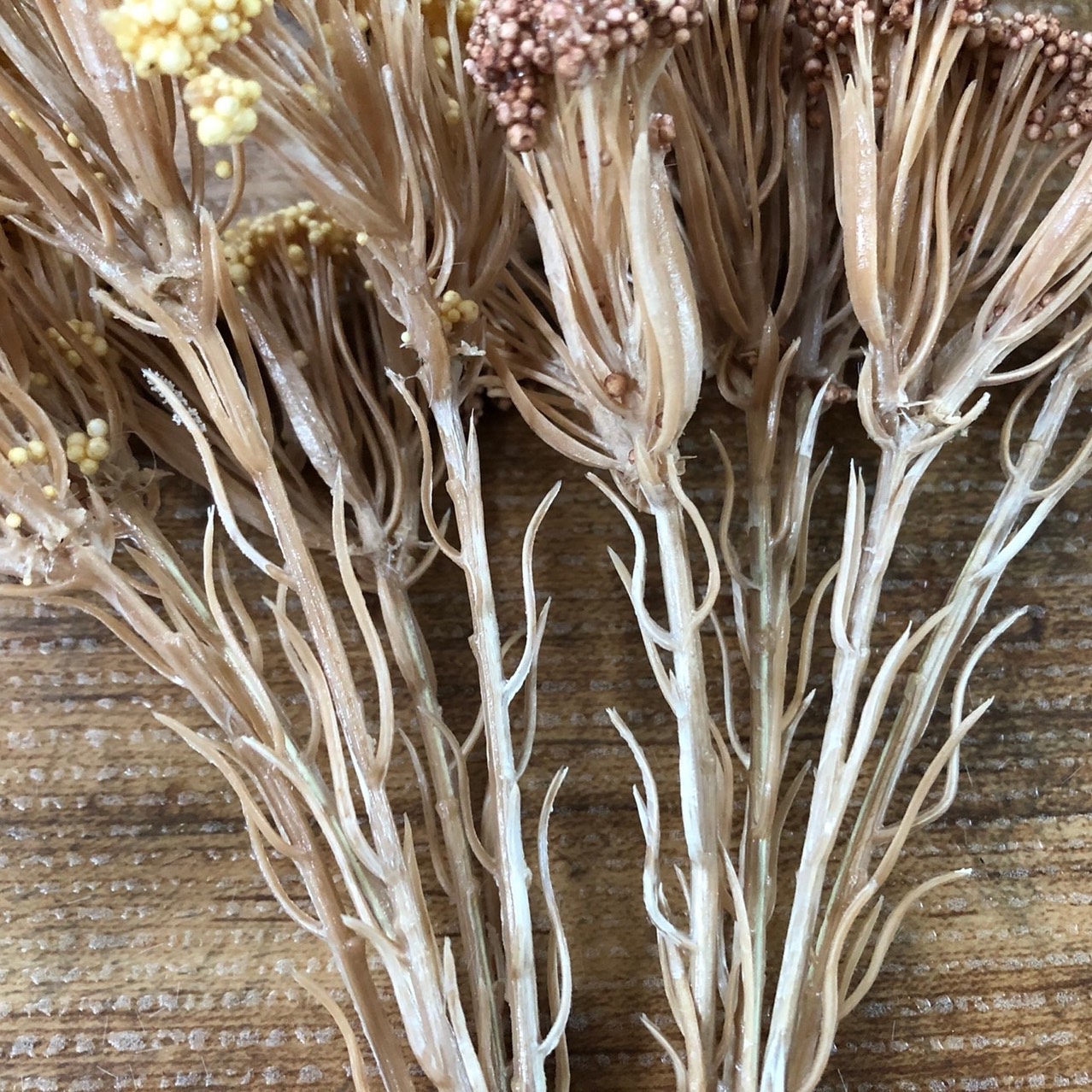 ライスフラワー