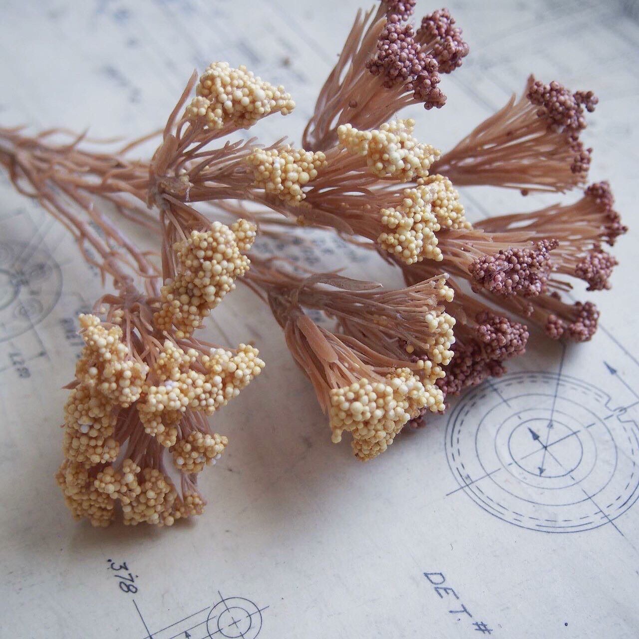 ライスフラワー