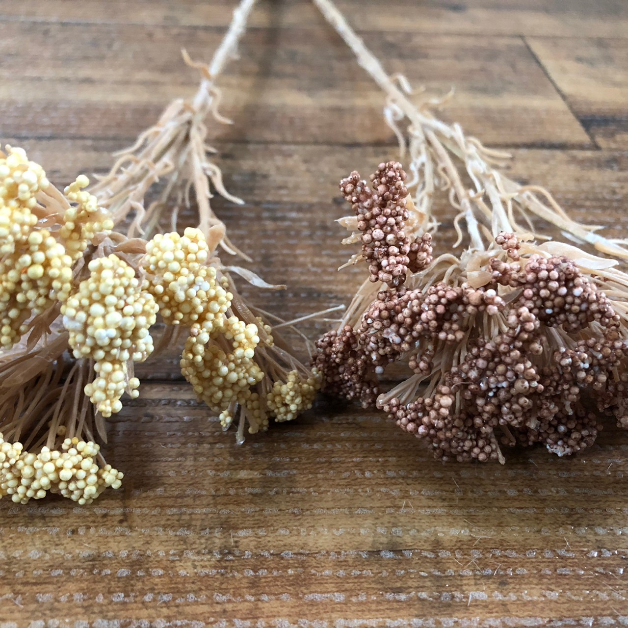 ライスフラワー