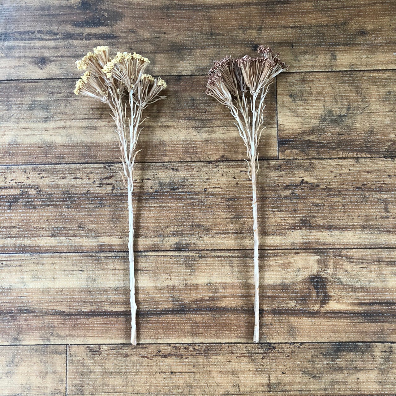 ライスフラワー