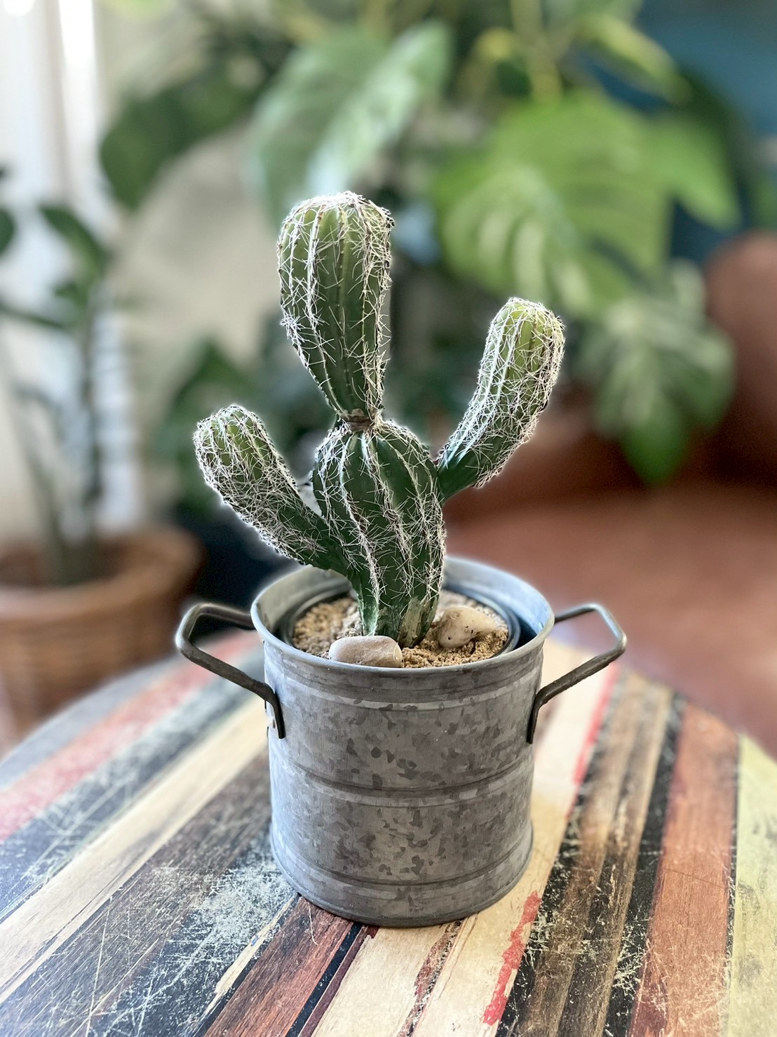 バンザイサボテン