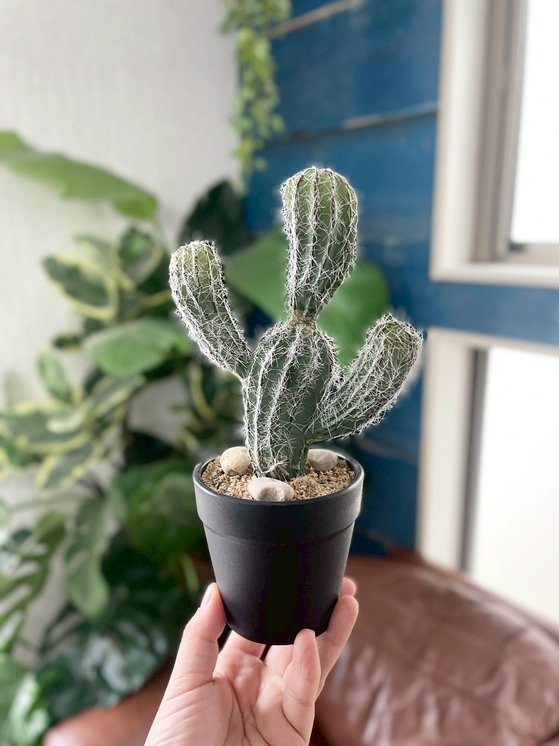 バンザイサボテン