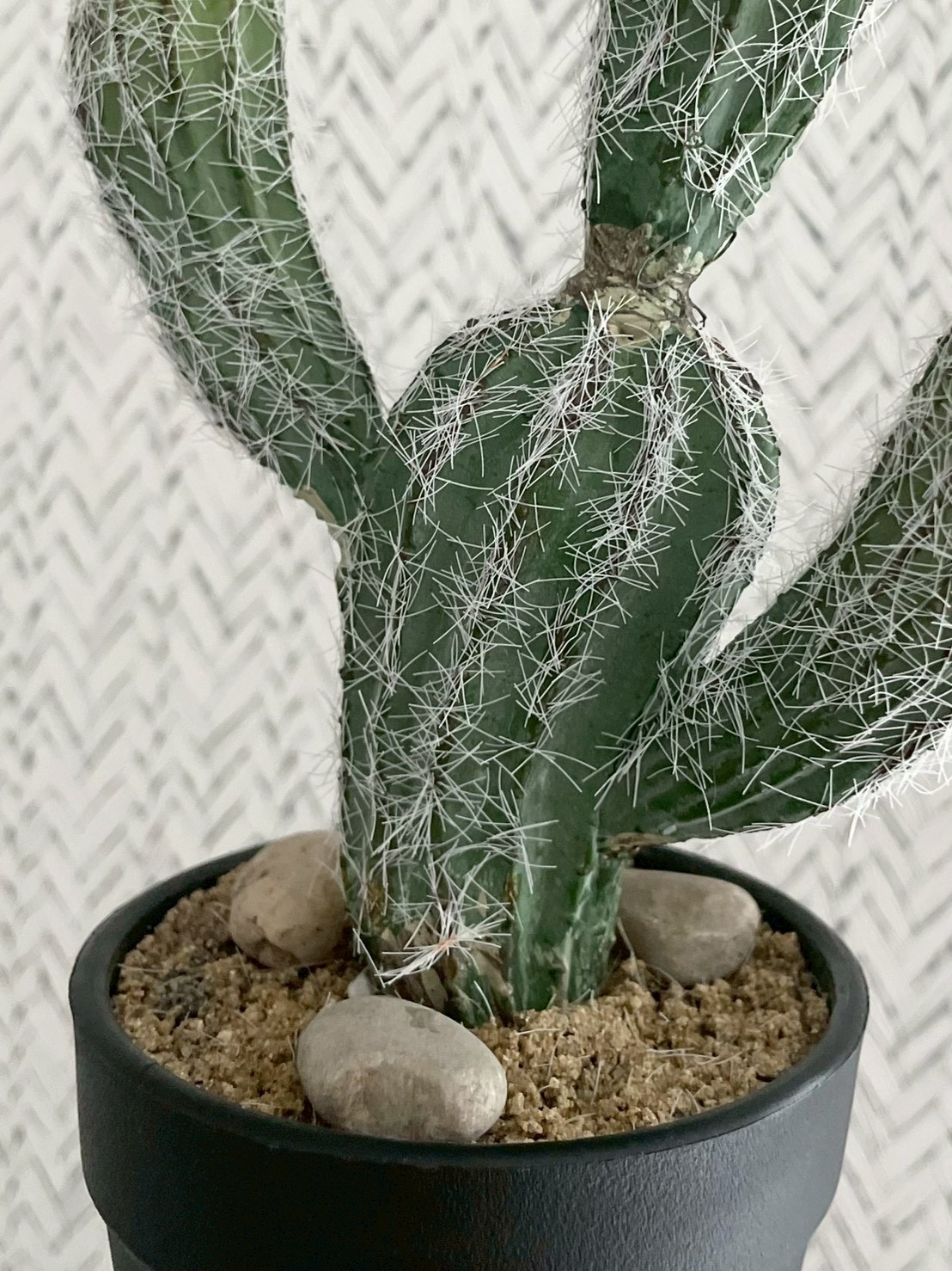 バンザイサボテン