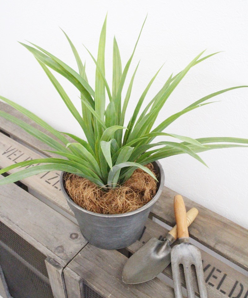 ココファイバー(100ｇ)