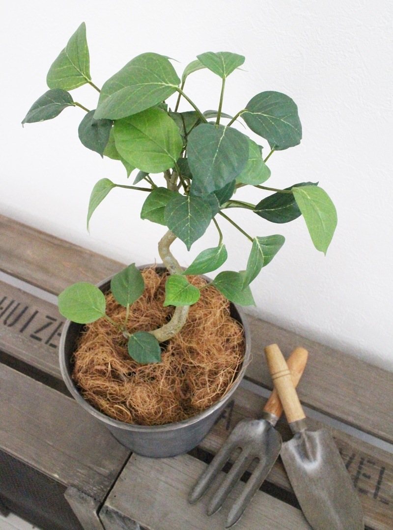 ココファイバー(100ｇ)