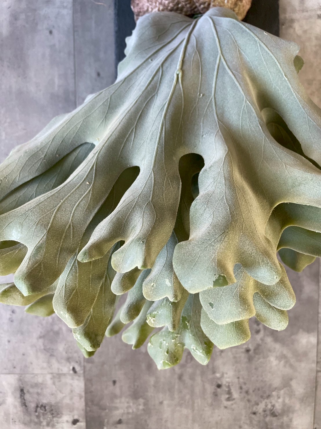 大きな板付けコウモリラン