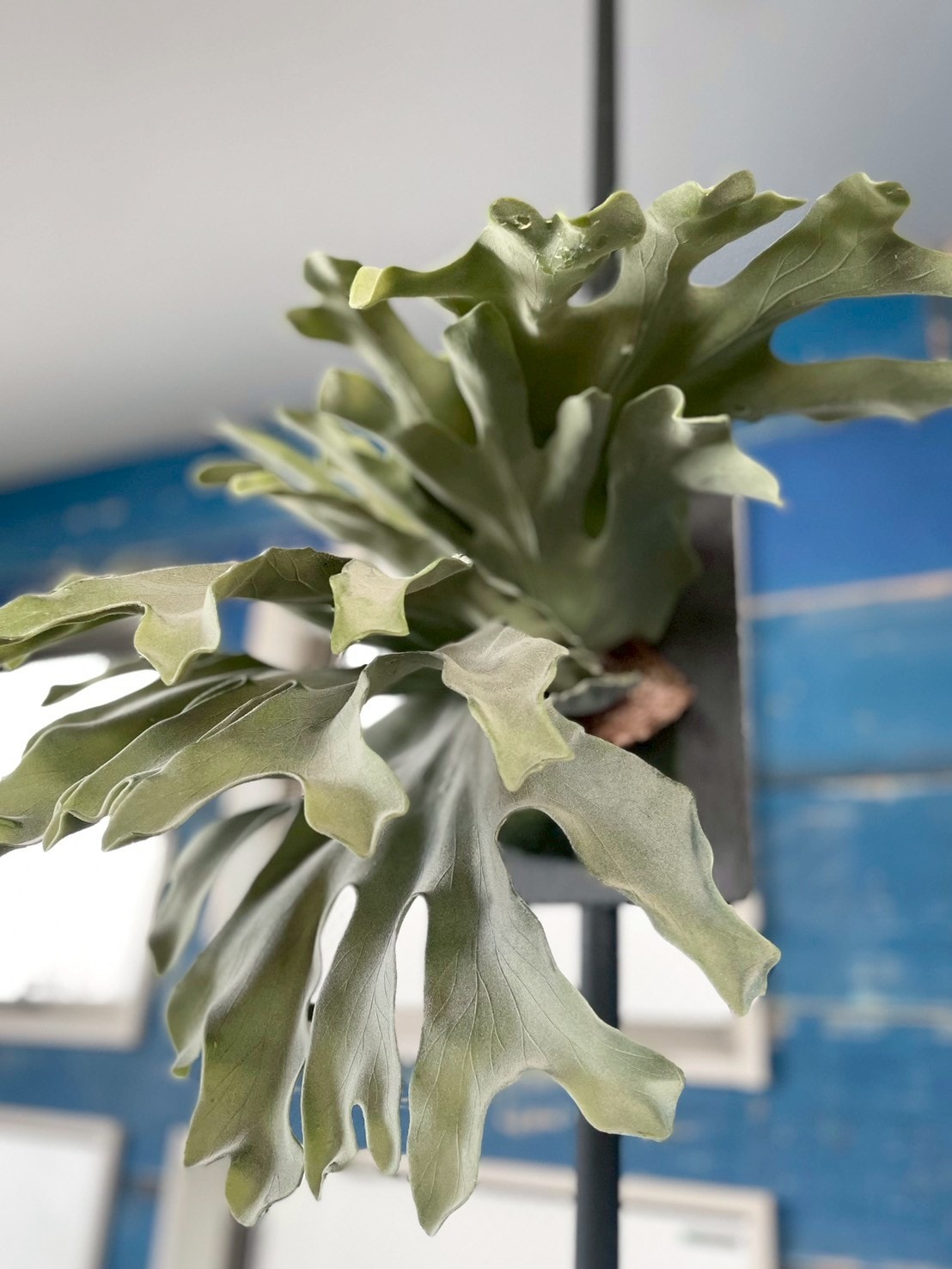 大きな板付けコウモリラン