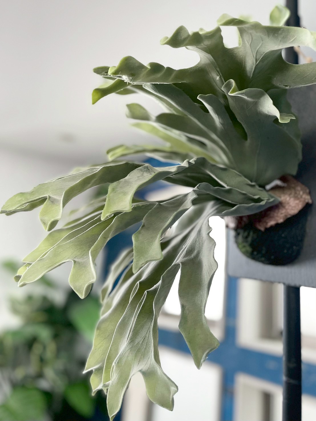 大きな板付けコウモリラン