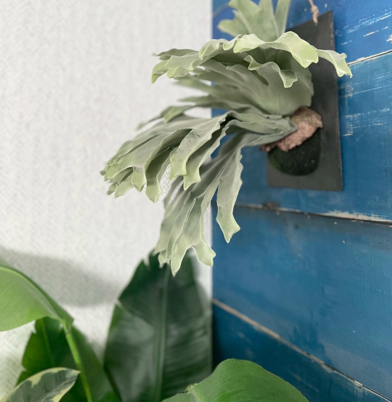 大きな板付けコウモリラン|おしゃれなフェイクグリーン・人工観葉植物