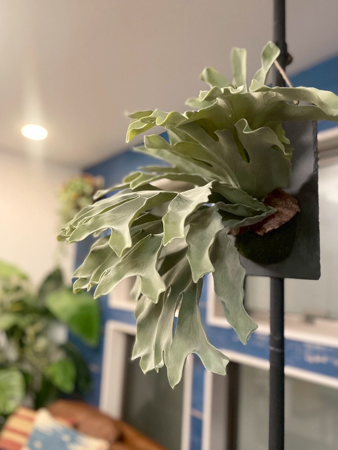 大きな板付けコウモリラン