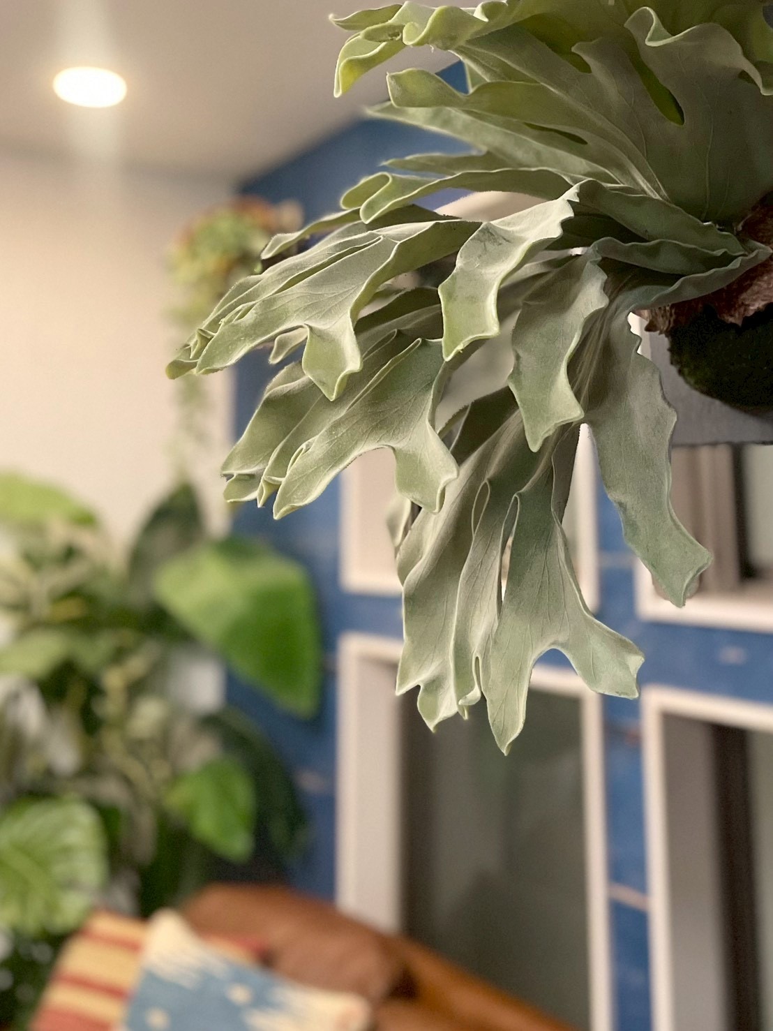 板付けコウモリラン|おしゃれなフェイクグリーン・人工観葉植物通販