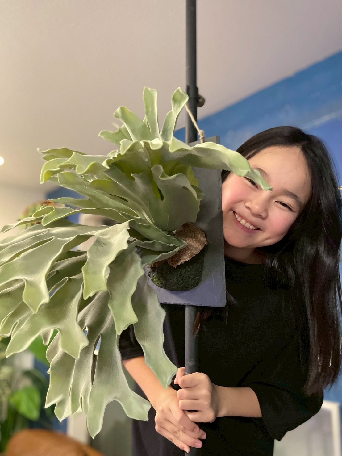 大きな板付けコウモリラン