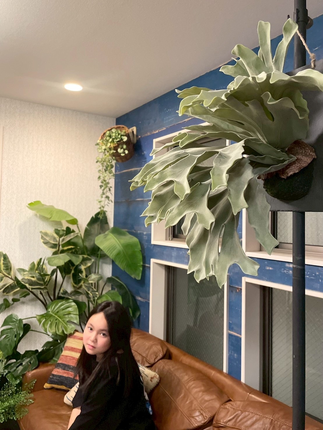 大きな板付けコウモリラン