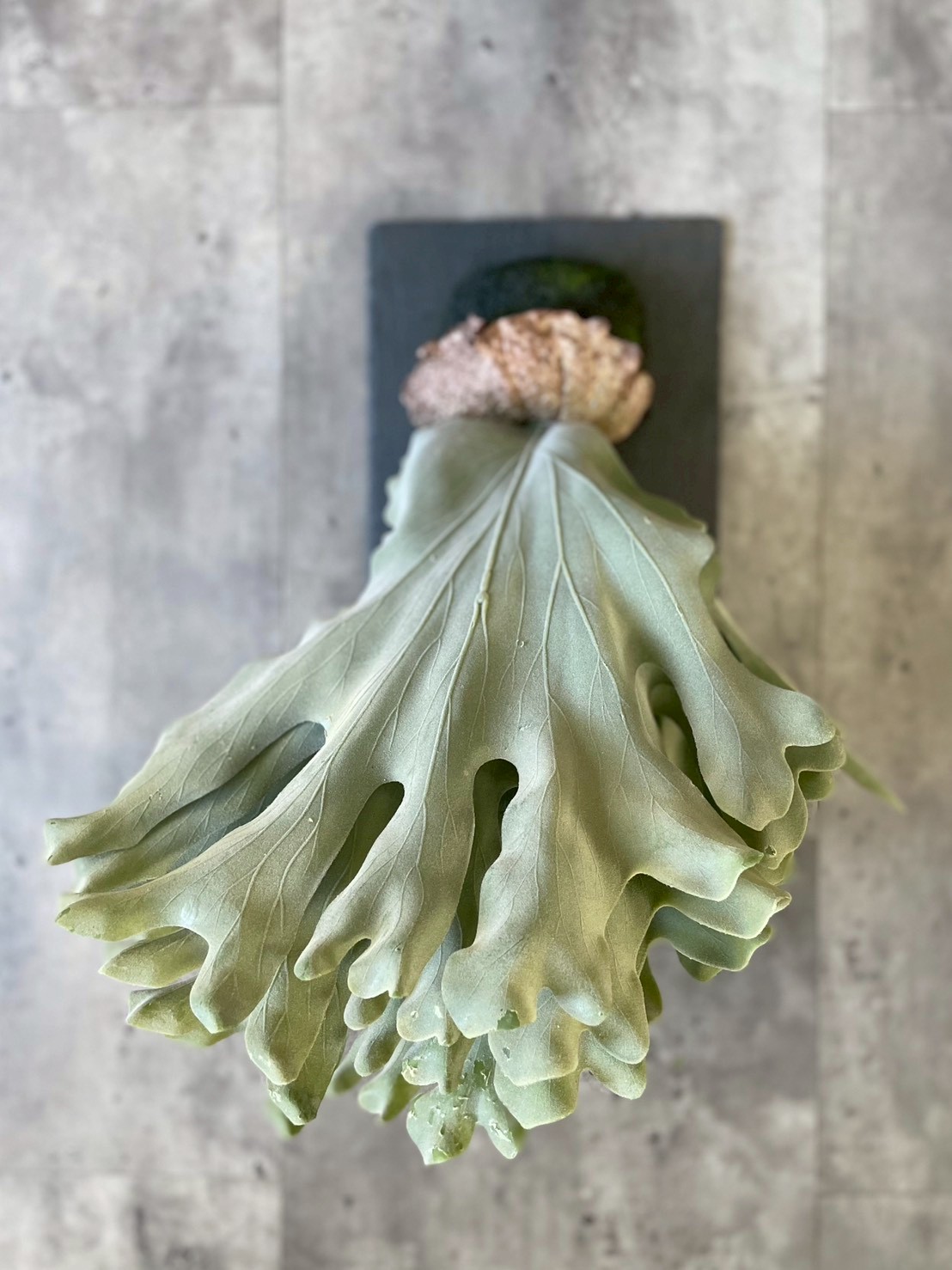 大きな板付けコウモリラン