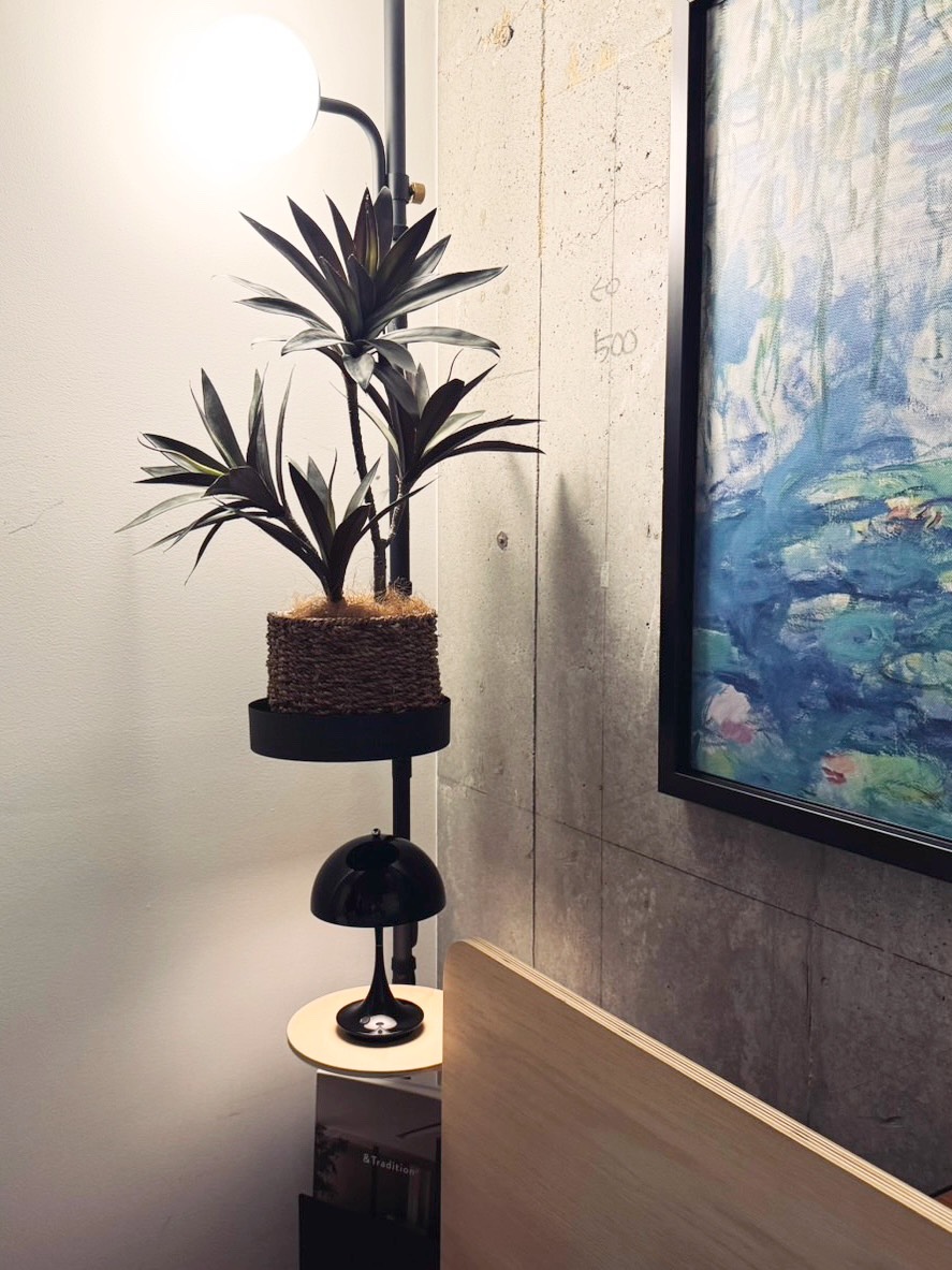 【送料無料♪】オトナ色のドラセナ