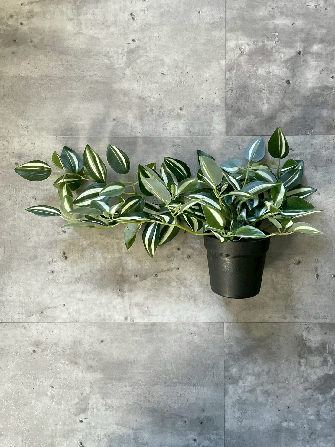 バイカラーなツユクサ(ポット付)